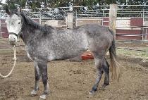 ������ (ANJUIN) ����