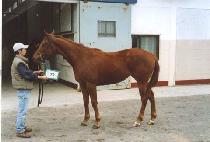 �����Ʈ���� (BRITE RUNNER) ����