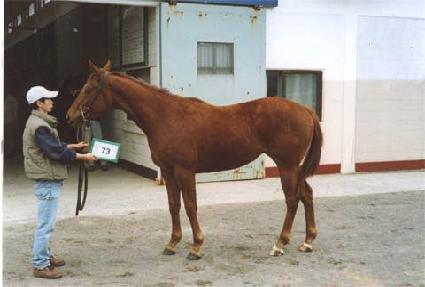 �����Ʈ���� ����