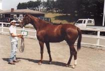 �̷�Ŭ���� (MIRACLE SUNNY) ����