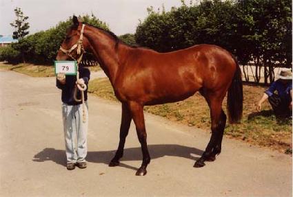 ���� ����