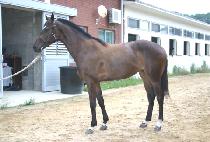 ���׽�ų (WINNINGSKILL) ����