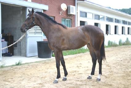 ���׽�ų ����