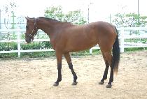 ����Ʈ (REGENT) ����