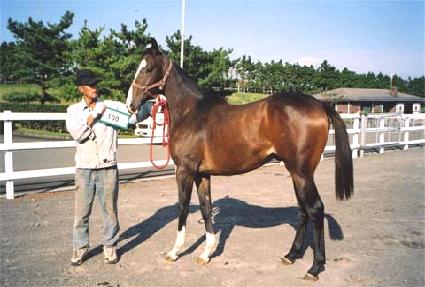 ����ȣũ ����