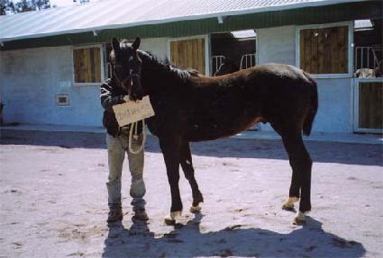 �ַο찡�� ����