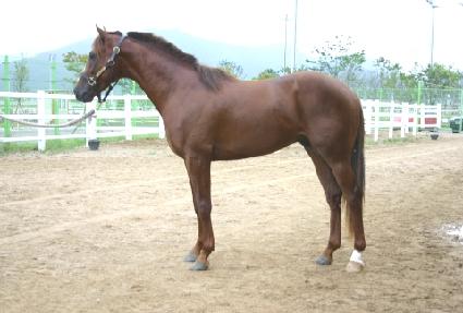 ���ȸ� ����