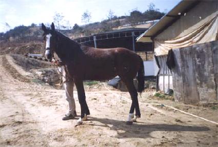 �����º��� ����