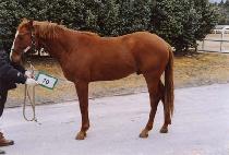 �ֻ����� (JUSANG JEONHA) ����