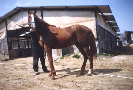 ���������� ����