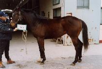 ���Ȳ�� (GIPPEUN HWANGJE) ����