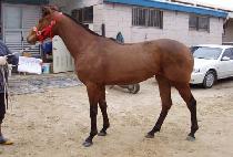 �������� (MUPAE JEONGJIN) ����