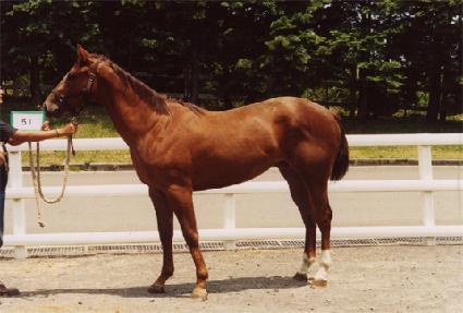 �������� ����