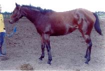 ���п��� (MUPAE YEONGGWANG) ����