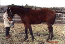 ������ (NUJINDO) ����