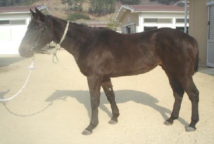 ��Ÿ�� ����