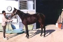 ������ (MAEULGIL) ����