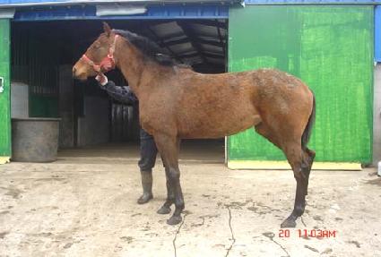 ����Ʈ��Ƽ ����