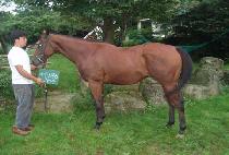 ���Ѿ��� (CHAMHANAI) ����