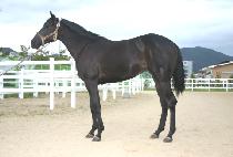 �ݷ��� (GYEONGNYEOLHAN) ����