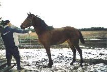 ������� (OBOKDAESA) ����