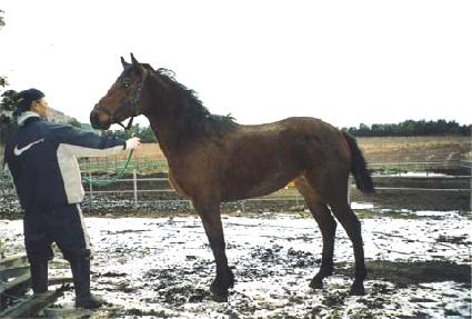 ������� ����