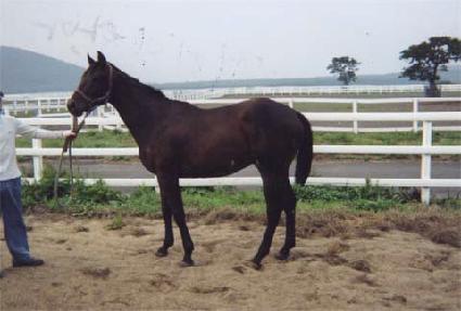 ����з� ����