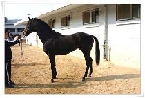 õ����ȣ (CHEONJI GANGHO) ����