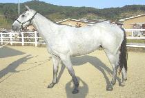 �ø���׸� (OLIVE GREEN) ����