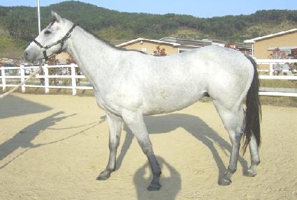 �ø���׸� ����