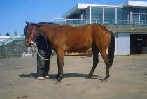 īī�� (CACAO) ����