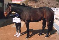 ���̴������ (SHINING HERO) ����