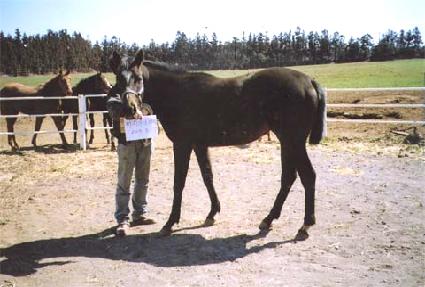 ����Ư�� ����