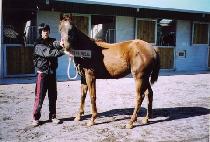 ��Ȱ�� (DAEHWALLEOK) ����