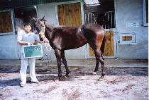 ī������ġ (COUNTERPUNCH) ����