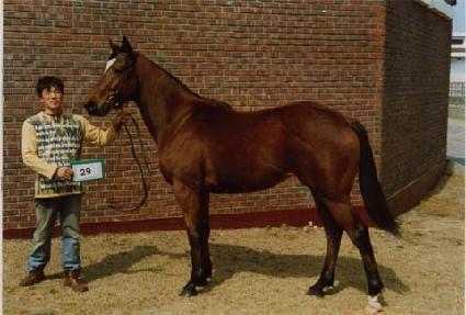 ���� ����