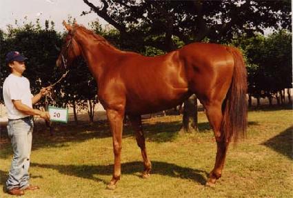 ĳ��ī�� ����