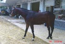 �����Դ� (DONGHAE HAMDAE) ����