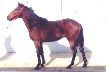 �������� (JEOLMEUN GAMGAK) ����