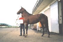 ��һ� (DAEBULSA) ����