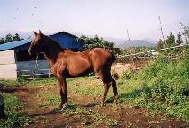 �Ͻɴܽ� (ILSIM DANSIM) ����