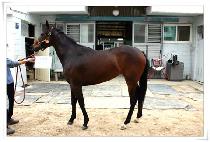 ������ (SINCHARYEONG) ����