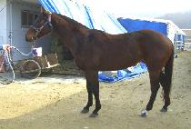 �ξ����� (ROYAL OPERA) ����