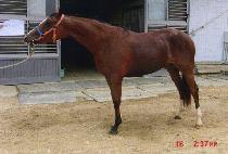 �����ĵ� (LEOPARD) ����