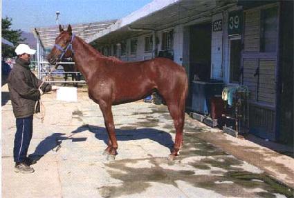 ��ƿŷ ����