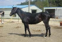 ������ (WELCOME TO) ����