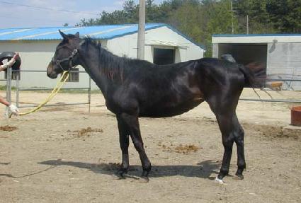 ������ ����