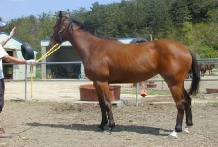 ������Į ����