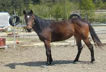 ������ (NAL GAE JIT) ����