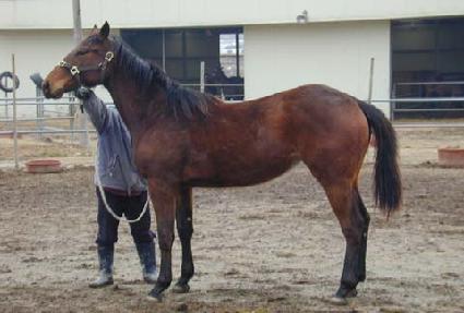 ��������� ����